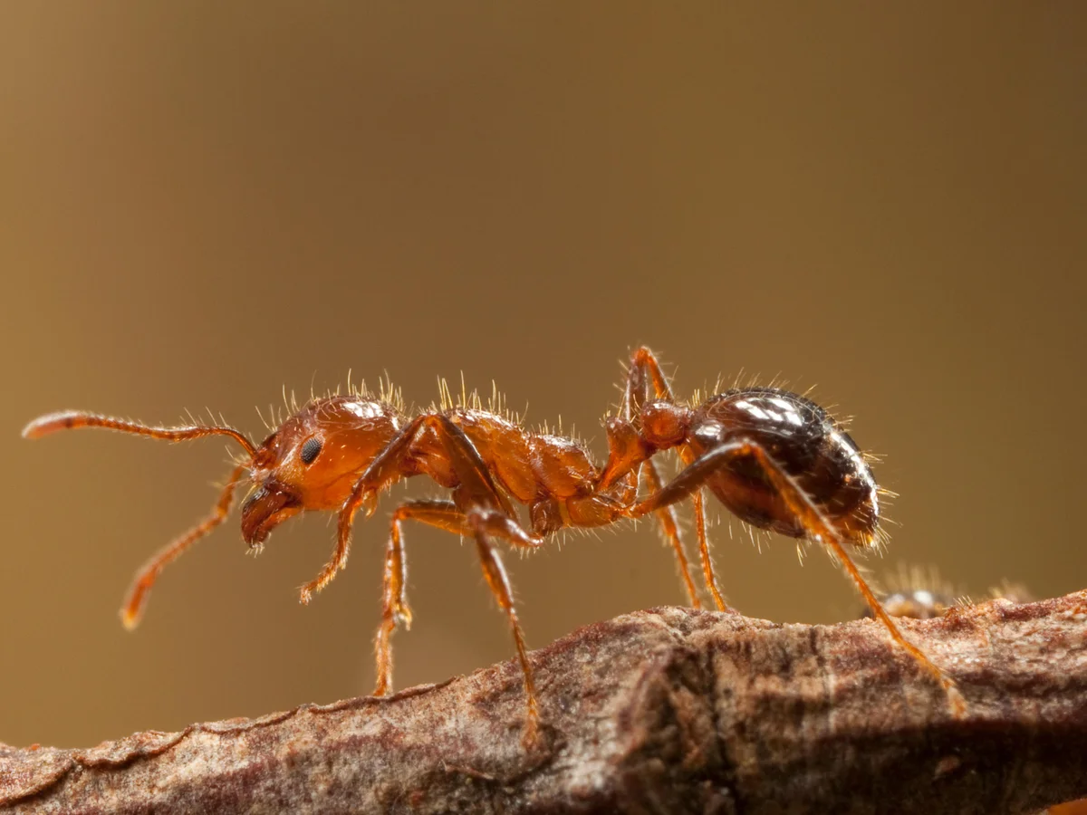 Rare fire ant detected